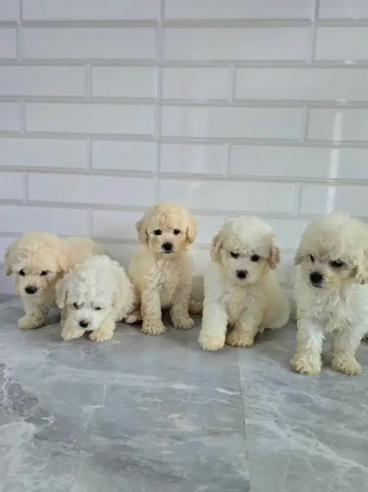 Poodle jantan dan betina murah meriah