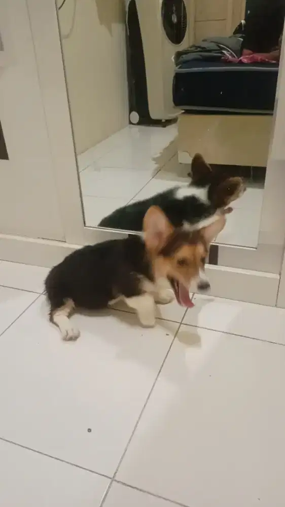 Anak anjing puppies puppy pembroke welsh corgi