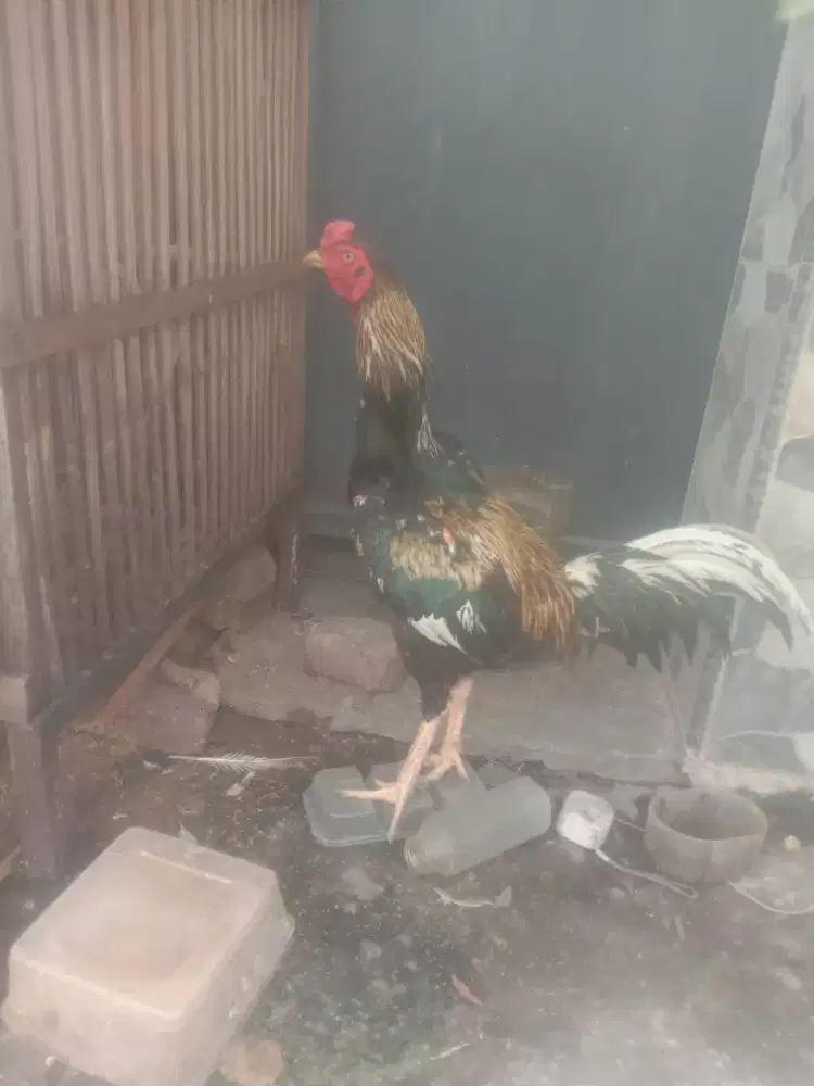 Ayam Bangkok Jantan Dewasa.