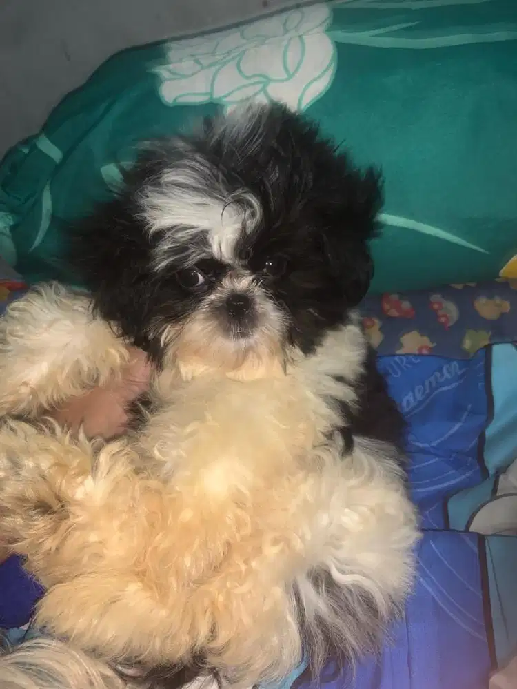 Shitzu jantan 2bulan