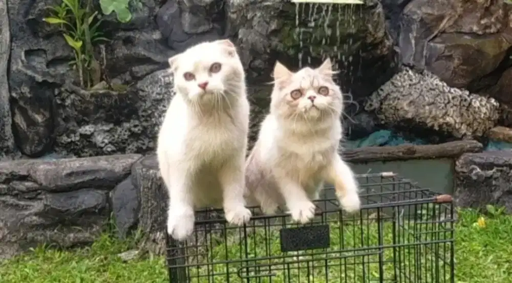 Kucing Scottish Fold + Scottish straight usia 4,5bln