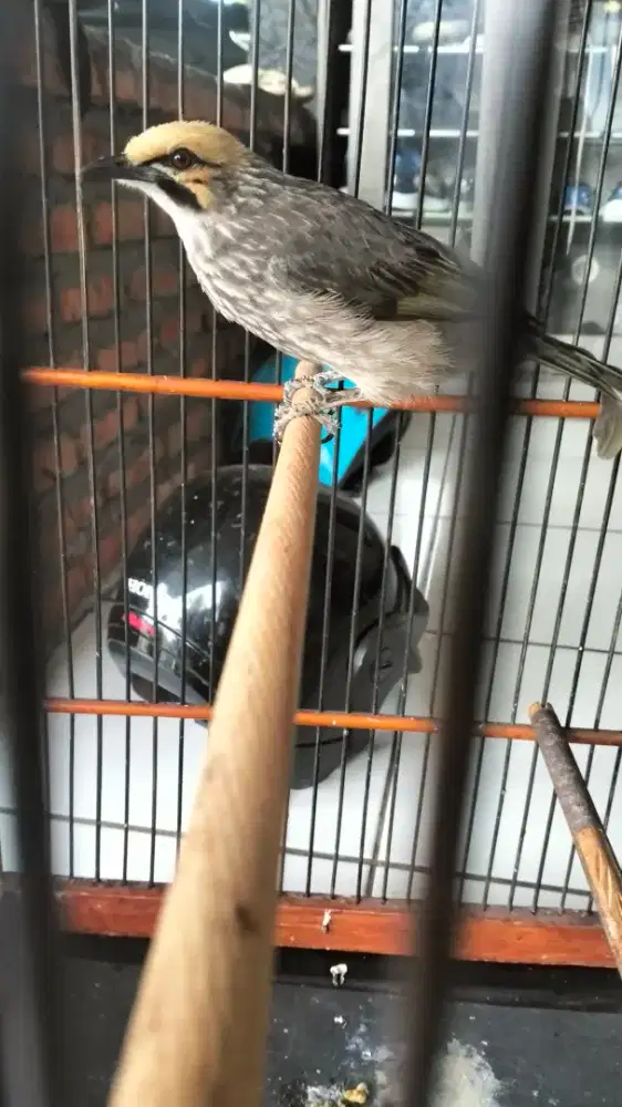 Cucak Rowo betina mapan