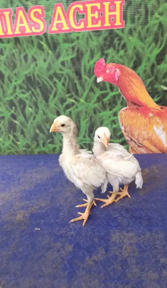 Ayam aseel parrot ori