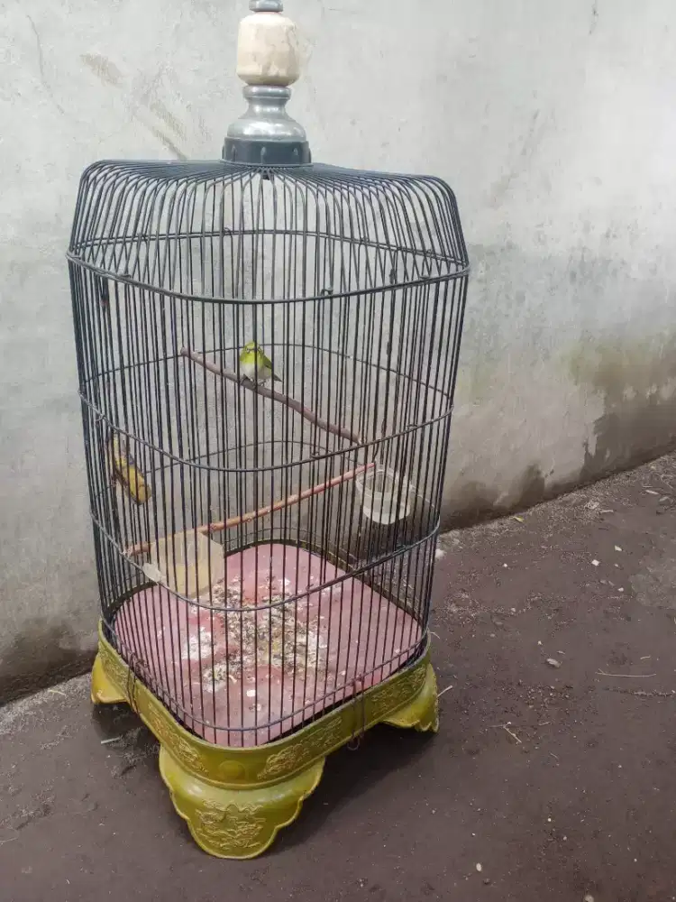 Burung p monty receh