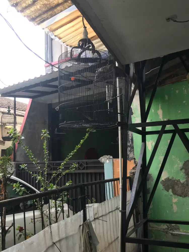 KANDANG LB JUMBO DIAMTER 42 SECOND