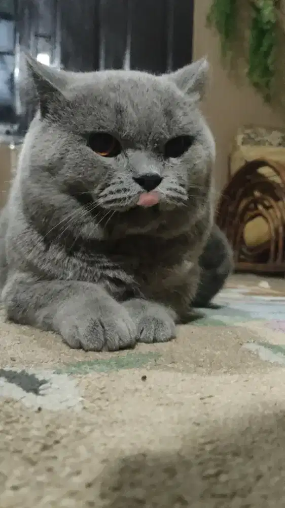 British Shorthair non pedigree