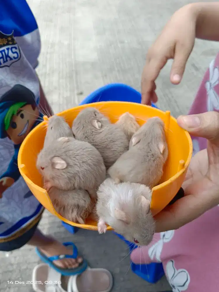 Hamster ada jantan dan betina