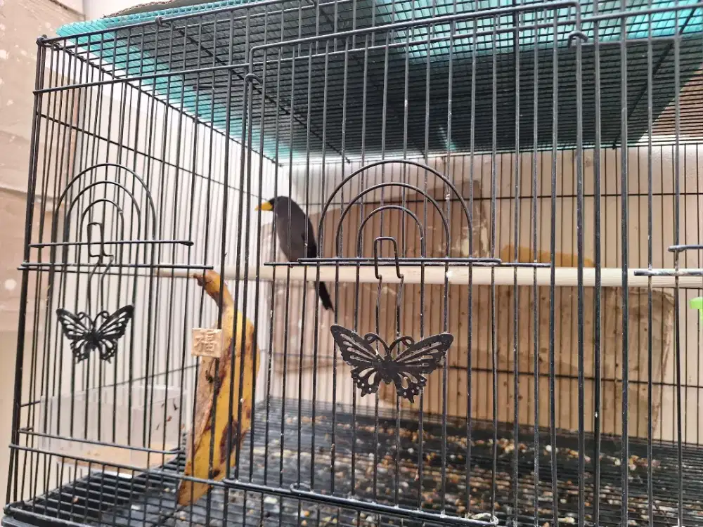 JUAL CEPAT JALAK RIO RIO NOTA BELI SUDAH GACOR DOR.. SIAPA CEPAT DAPAT