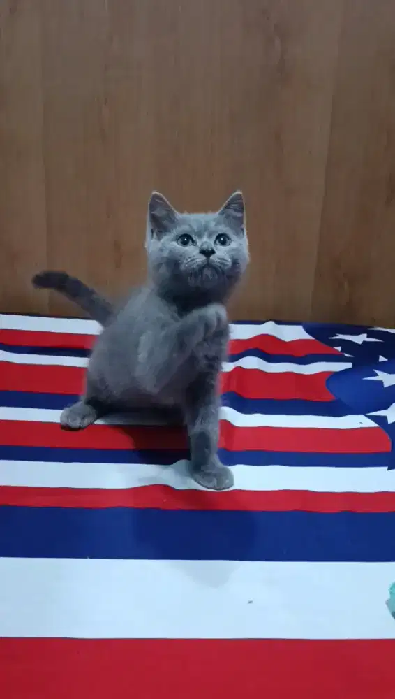 BSH blue solid betina