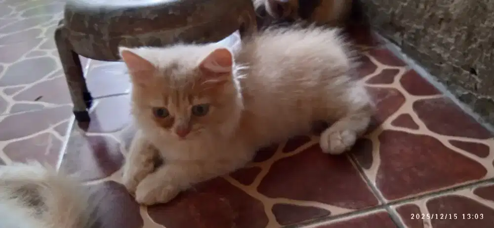 Persian medium jantan