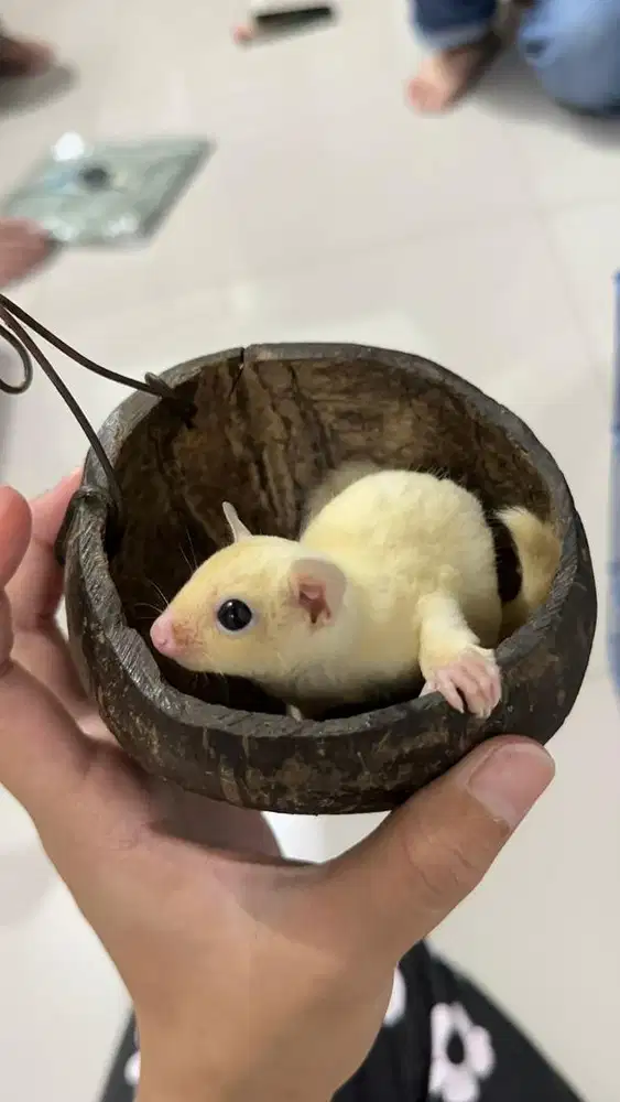 Sugar Glider Leucistik Joey Jantan (1,5 Bulan)