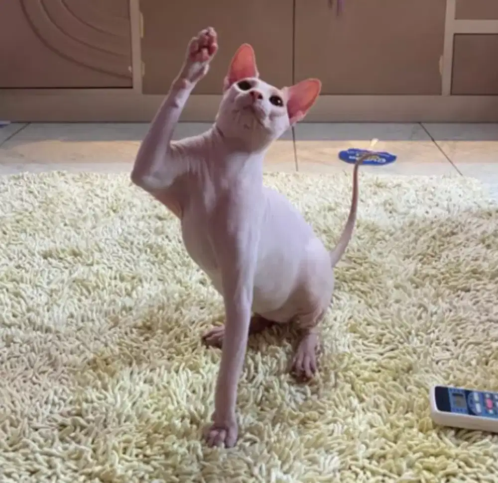 Kucing ras sphynx