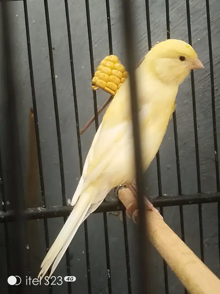 F1 Ys extrajos big size