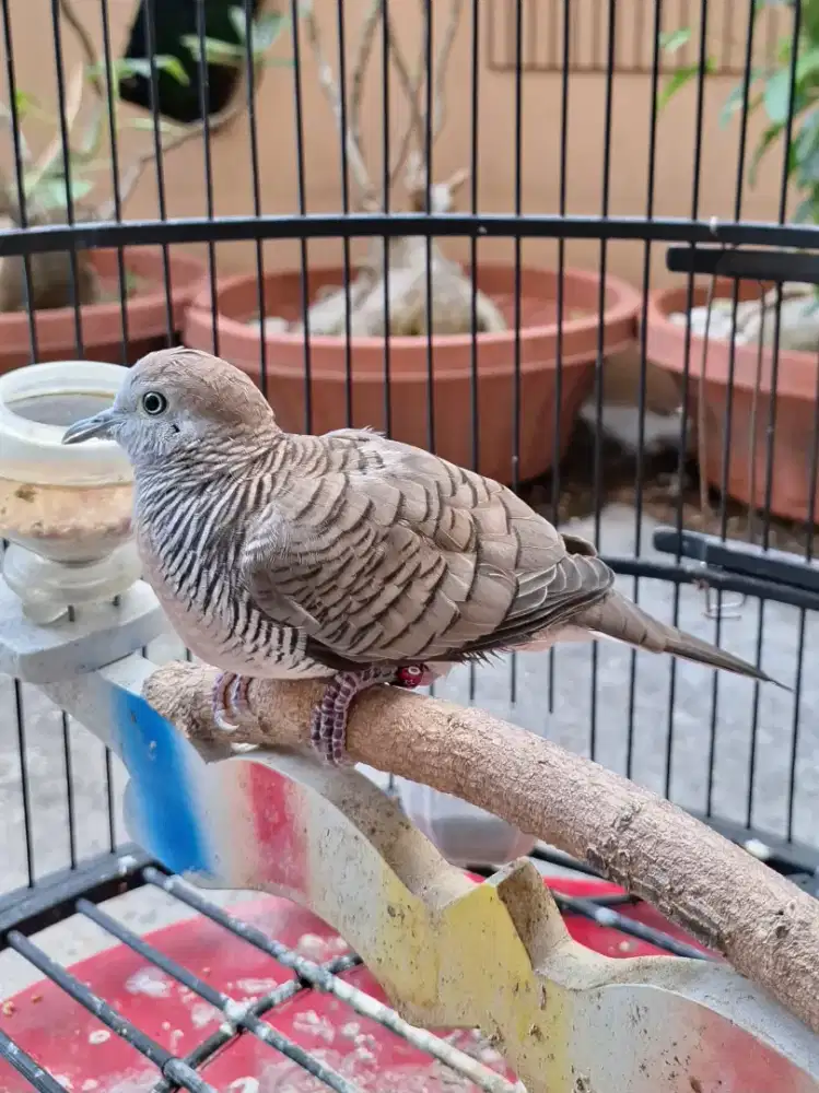 Perkutut Bangkok Betina Ori