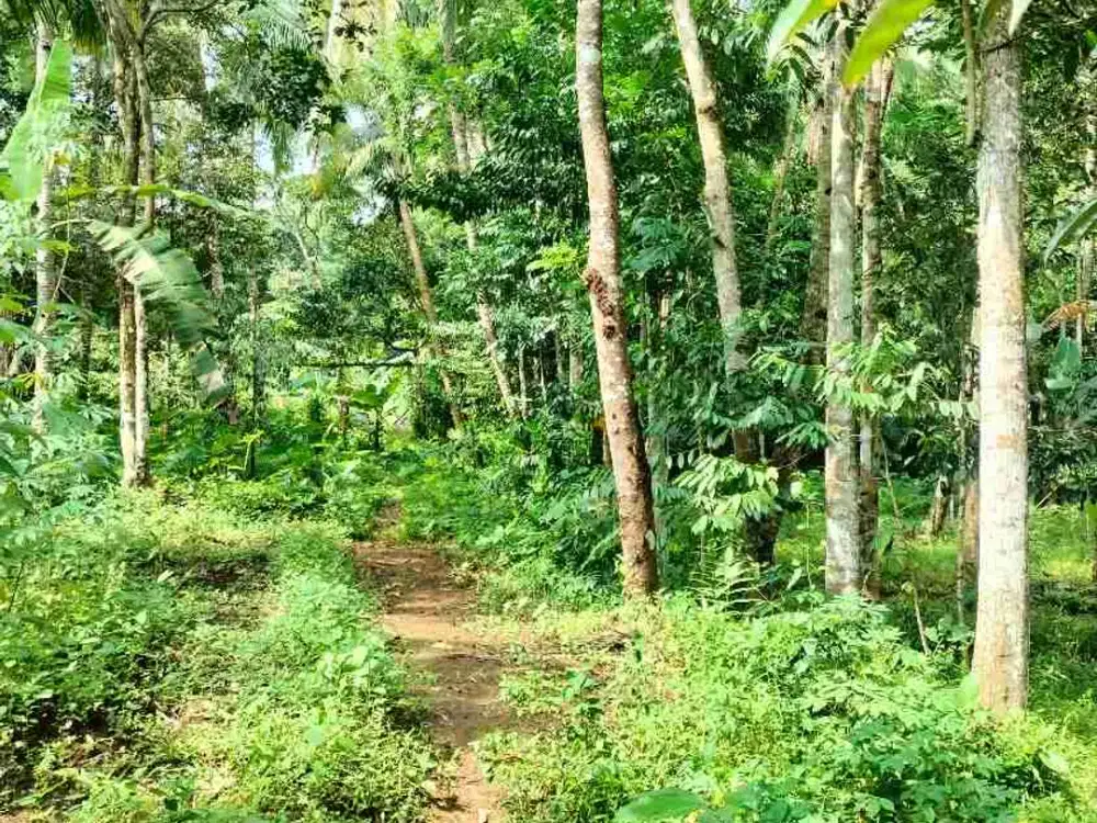 Tanah Kebun dijual Murah di Pandeglang