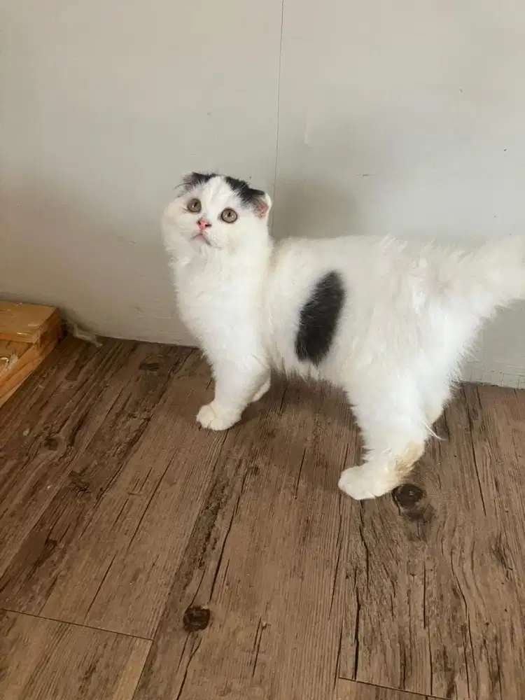 Kitten kucing scottish fold jantan