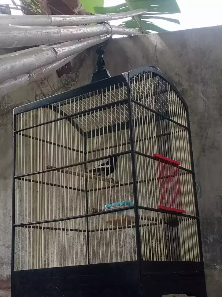 Kacer receh narung volume +