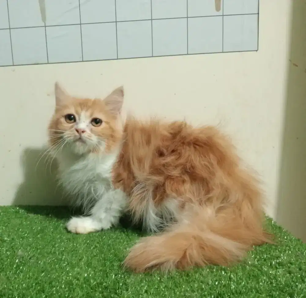 Kucing persia/Jantan/3 bulan