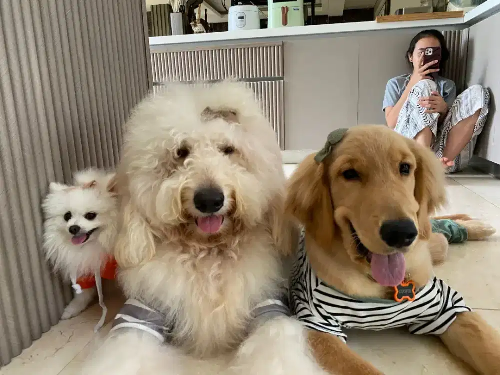 Cari Buat urus anjing