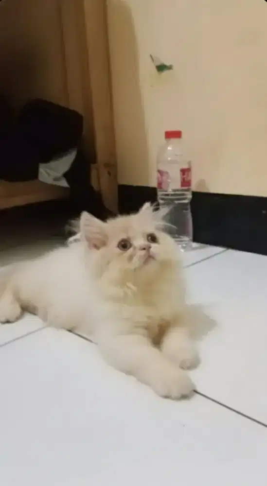 Kitten persia flatnose