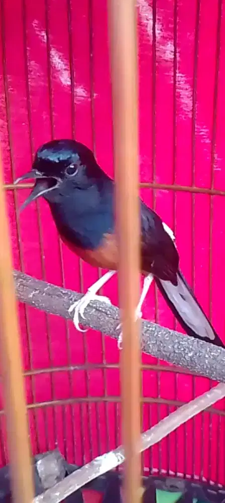 Muray hitan prospek siap Gass