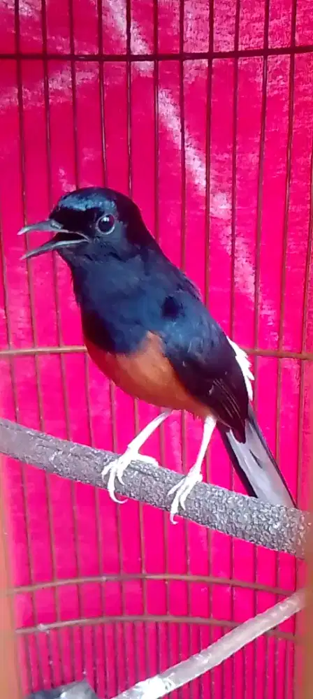 Muray hutan prospek siap gantang lagi