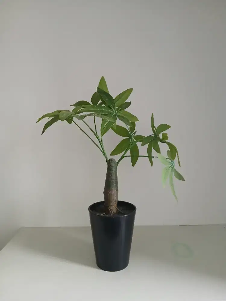 Tanaman Hias Pachira Aquatica (Money Tree)