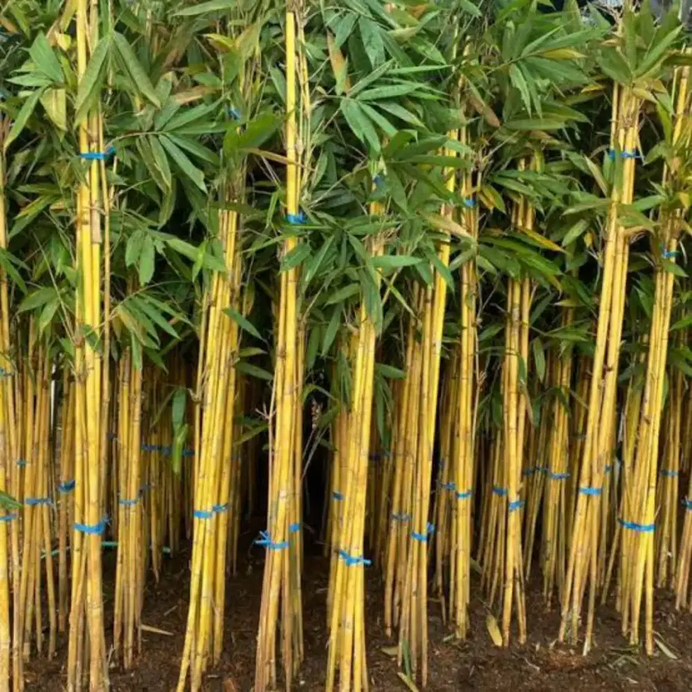Pohon Bambu Kuning / Panda