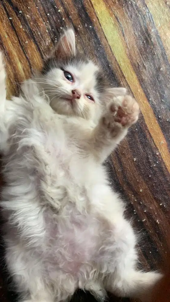 Kucing anggora betina