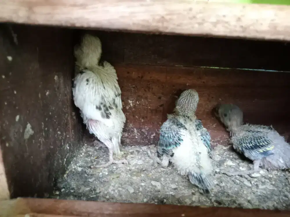 Parkit lolohan bahan FF