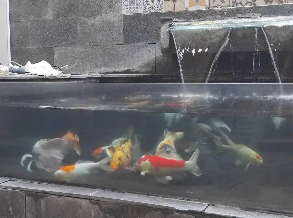 Jual borong/satuan ikan koi ada 13 ekor