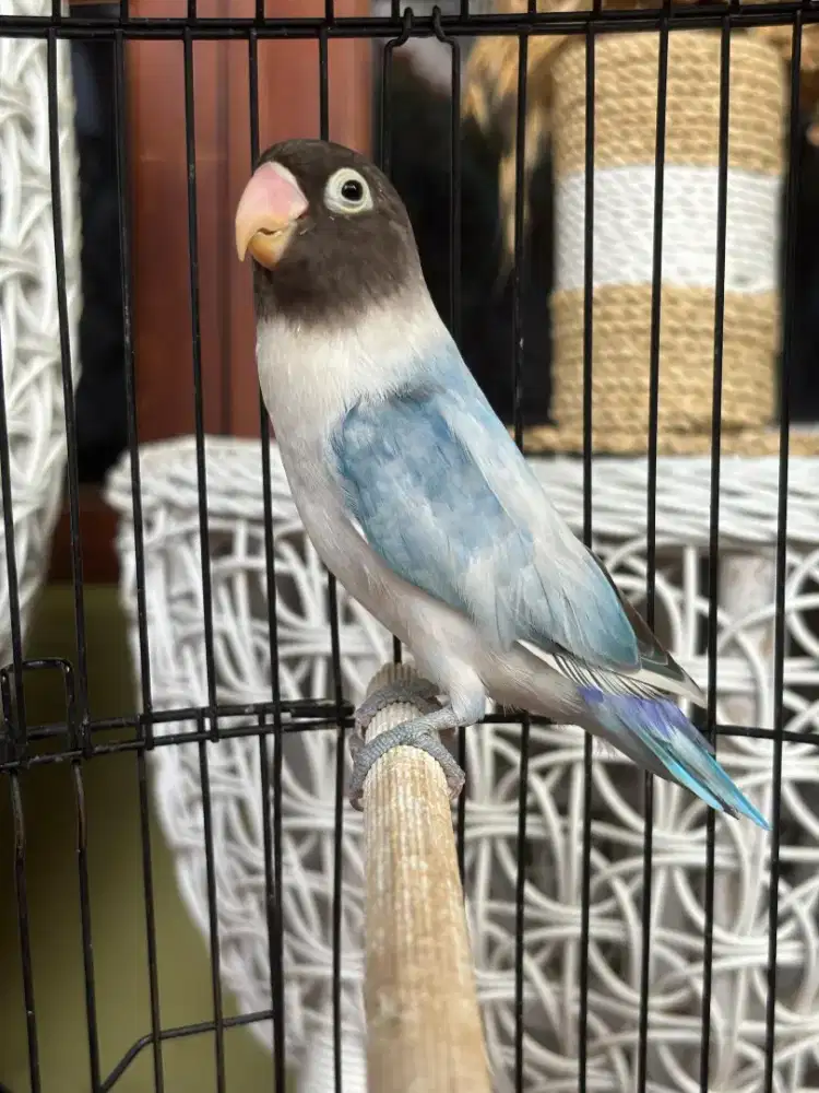 Burung Love Bird sudah Ngekek