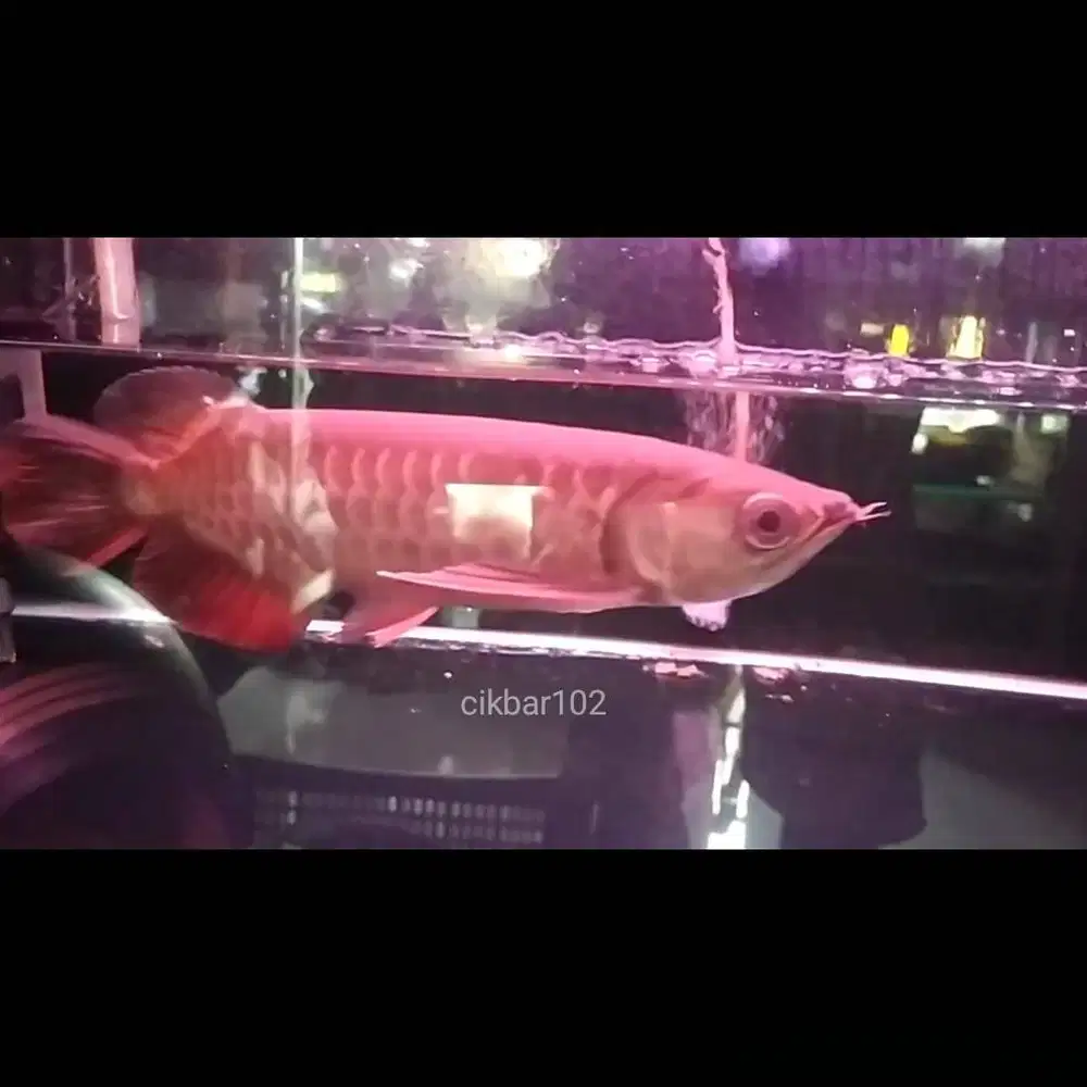 Arwana golden red arowana rak aquarium