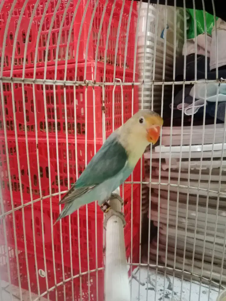 Lovebird parblue