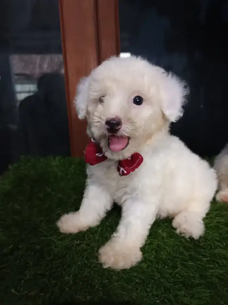 Poodle putih jantan kosongan