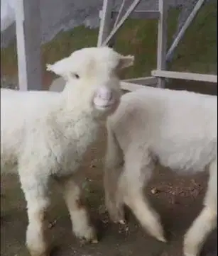 sepasang anakan domba merino super 4 bln 1 jantan 1 betina unggulan ok