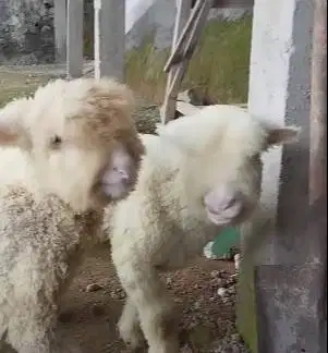 sepasang anakan domba merino super 4 bln 1 jantan 1 betina unggulan ok