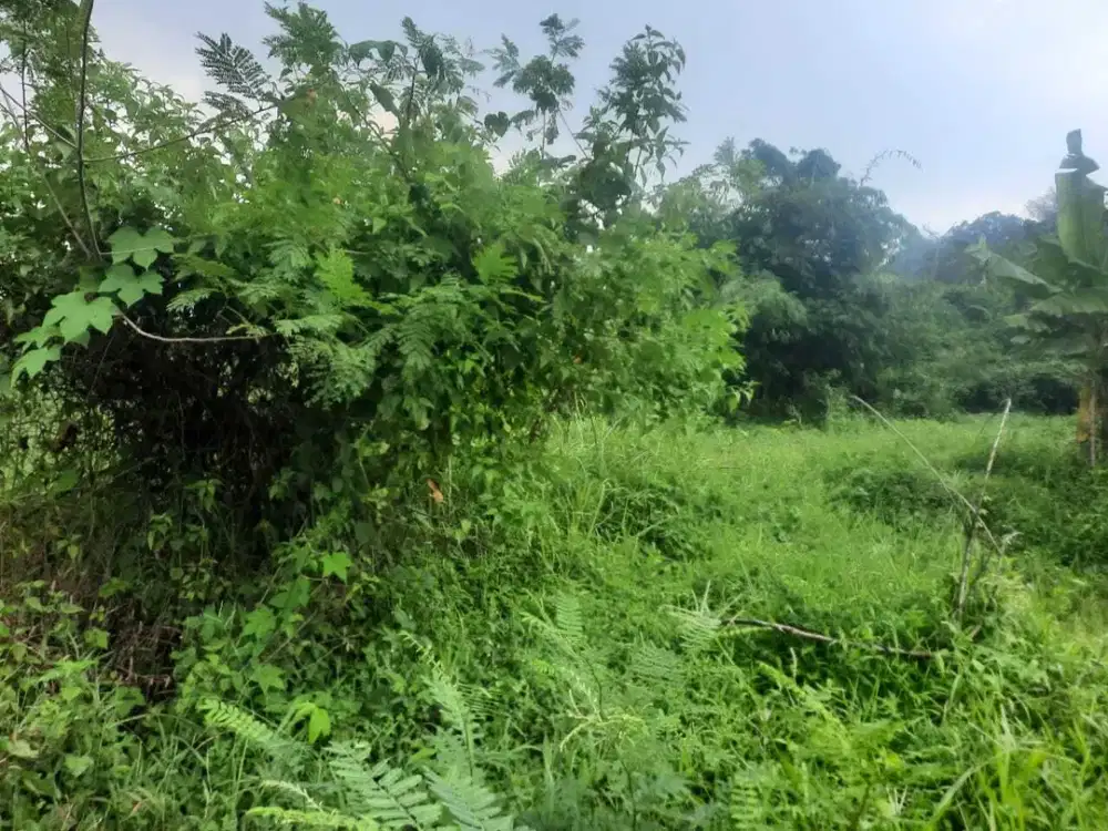 Dijual Tanah Luas 1.982 m2 Tanjung Sari Jonggol Bogor