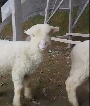 sepasang anakan cempe domba merino superan 4 bln 1 jantan 1 betina top