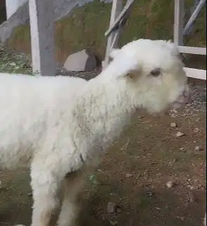 sepasang anakan cempe domba merino superan 4 bln 1 jantan 1 betina top