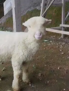 sepasang cempe bibit domba merino super 4 bln 1 jantan 1 betina manteb