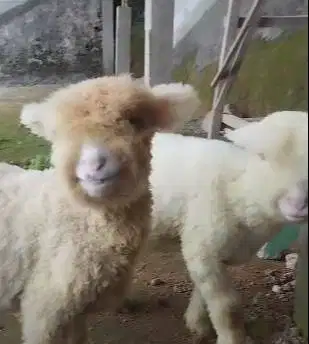 sepasang cempe bibit domba merino super 4 bln 1 jantan 1 betina manteb