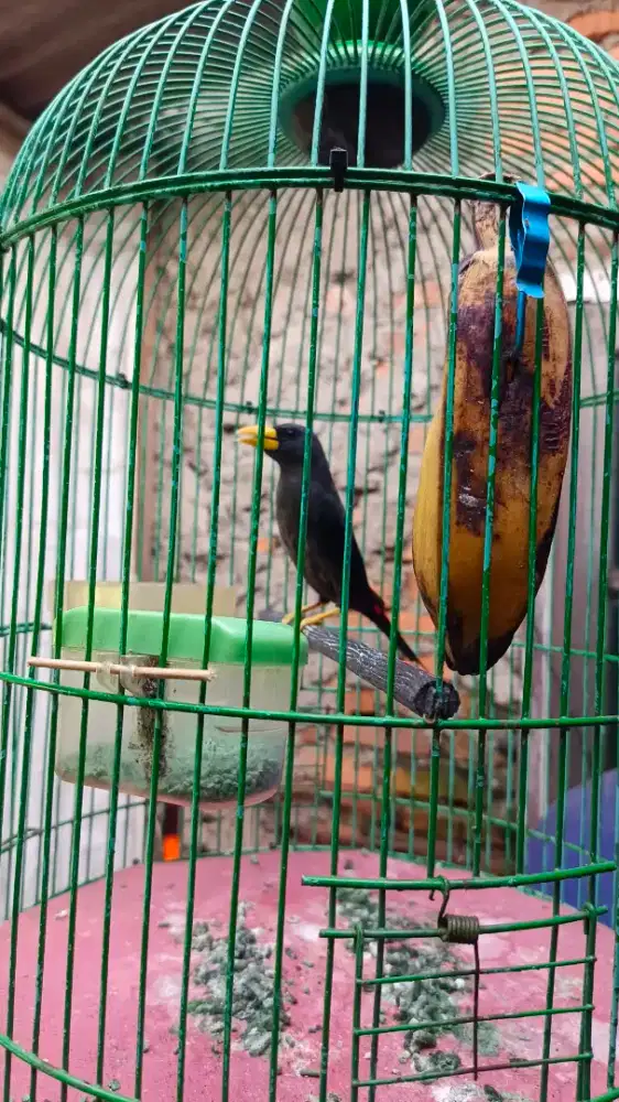 Burung rio rio (jalak rio rio)