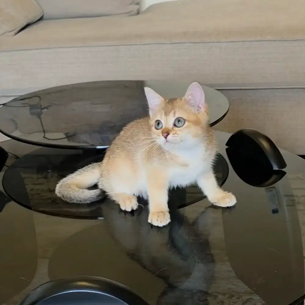 Kitten British Shorthair BSH Golden Jantan