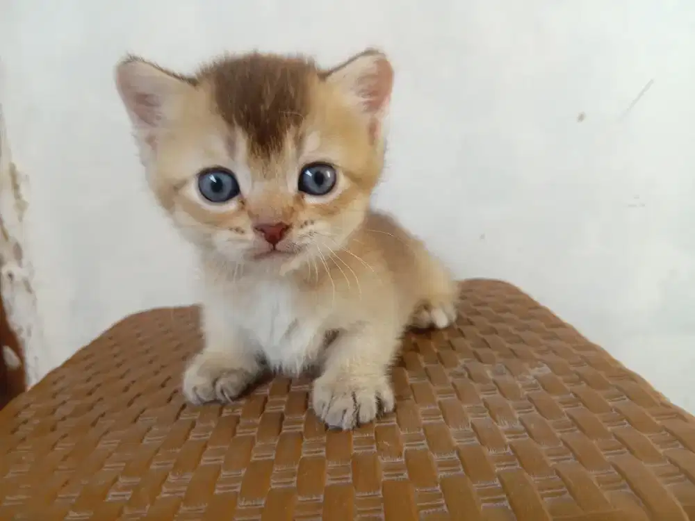 BSH munckhin golden jantan ready 1bulan atw bisa ob dulu