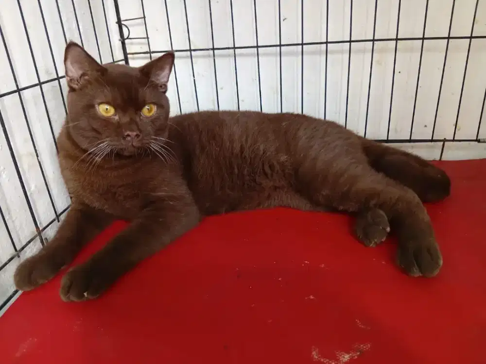 Kucing british shorthair warna choco jantan usia 10bulan anakan ped