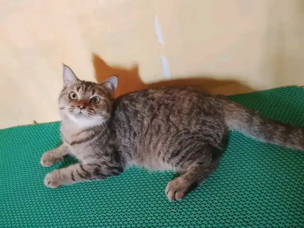 Kucing british shorthair pure bread betina taby usia 10bulan