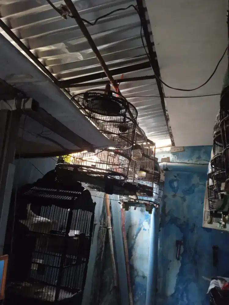 Perkutut lokal ful set sangkar