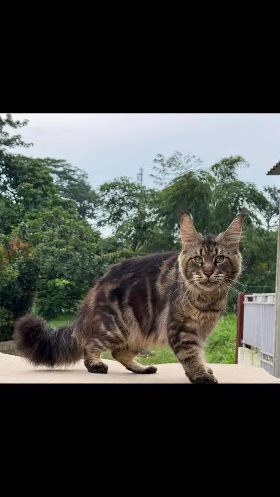 Jasa pacak mainecoon