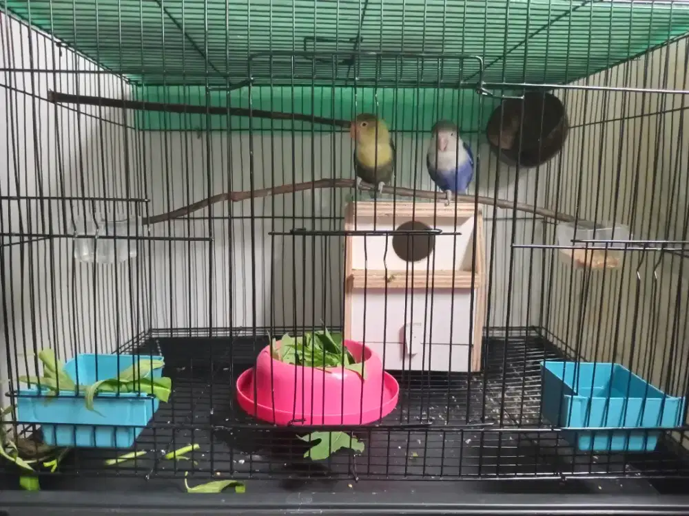 Burung Lb Violet fc dan Pb biola sepasang